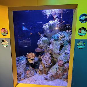 Adventure Aquarium - Reef fish