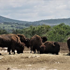 BISON AFRICAM SAFARI