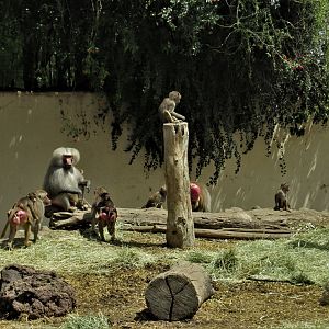 Hamadryas baboons Africam Safari