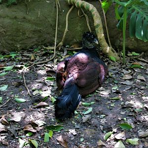 Crax rubra male Africam safari