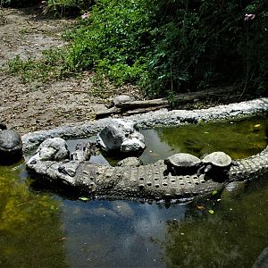 Morelet´s crocodile and slider turtles at Africam Safari