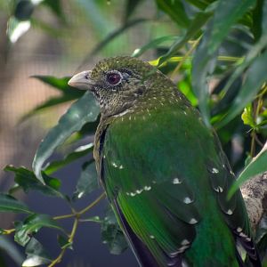 New Species at Currumbin: Green Catbird