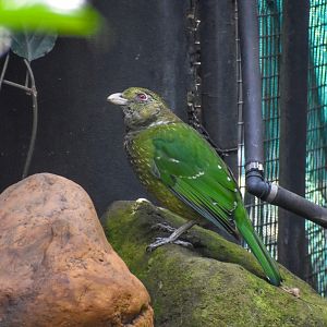 New Species at Currumbin: Green Catbird