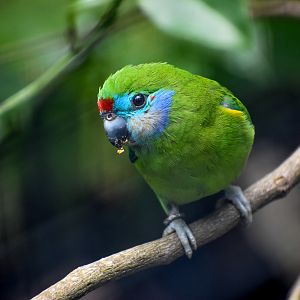 Red-browed Fig Parrot