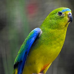Orange-bellied Parrot