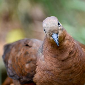 Brown Cuckoo-Dove