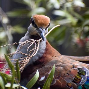 Brush Bronzewing building nest