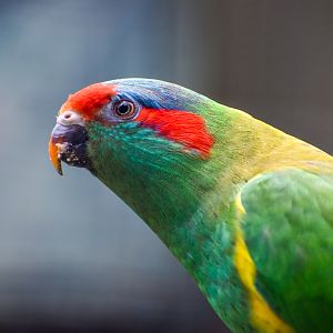 Musk Lorikeet