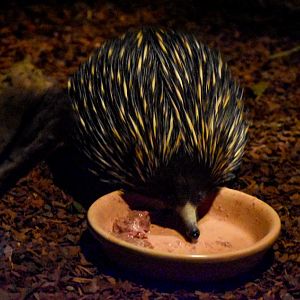 Short-beaked Echidna