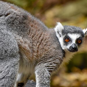 Ring-tailed Lemur