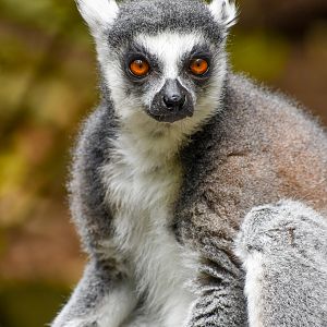 Ring-tailed Lemur