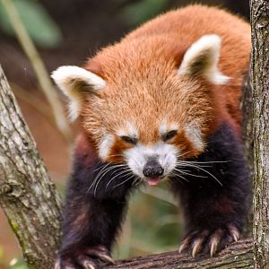 Australasia's Oldest Red Panda