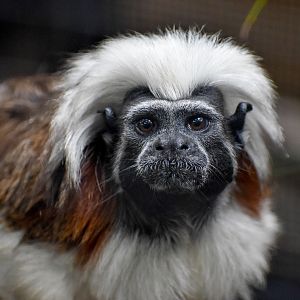 Cottontop Tamarin