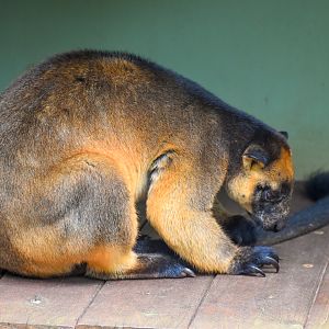 Lumholtz's Tree-Kangaroo