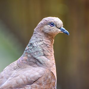Brown Cuckoo-Dove