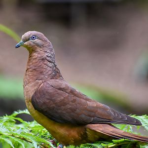 Brown Cuckoo-Dove