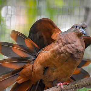 Brown Cuckoo-Dove