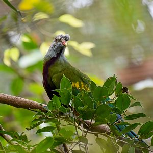 Wompoo Fruit-Dove