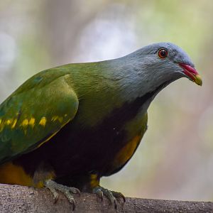 Wompoo Fruit-Dove