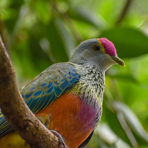 Rose-crowned Fruit-Dove