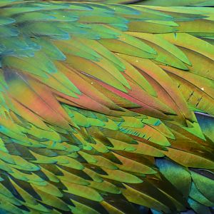 Nicobar Pigeon Plumage