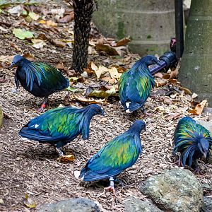 Nicobar Pigeons