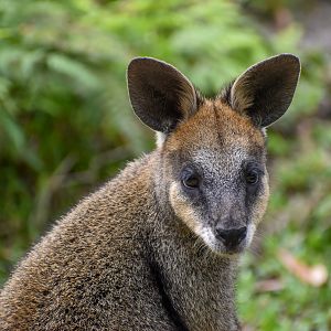 Swamp Wallaby