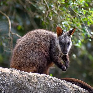 Brush-tailed Rock-Wallaby