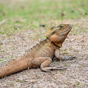 wild - Eastern Water Dragon