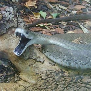 Black Mamba, Reptile House