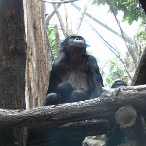 Bonobo "Ulindi" with her tow days old son