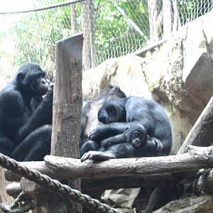 Bonobo group