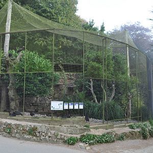 Northern Bald Ibis Exhibit