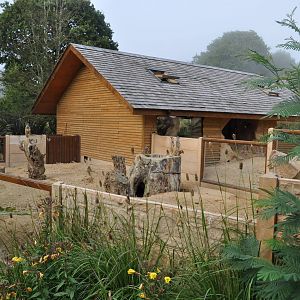 Slender Tailed Meerkat Exhibit