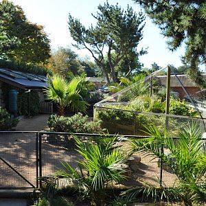 Radiated Tortoise Enclosure