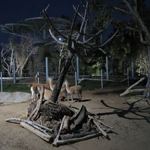 Guanacos and elephant at night
