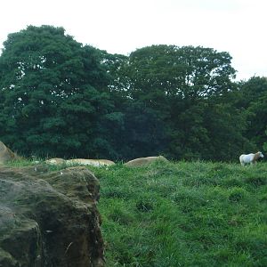 Lioness with Scimitar-horned Oryx in the background