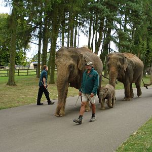 Elephants on their walk