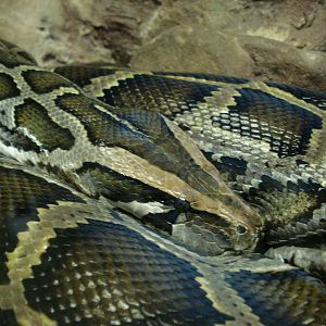 Burmese python
