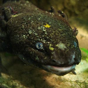 Axolotl