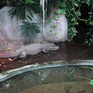 West African dwarf crocodile
