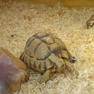 Egyptian tortoise