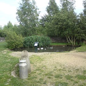 Indian runner paddock