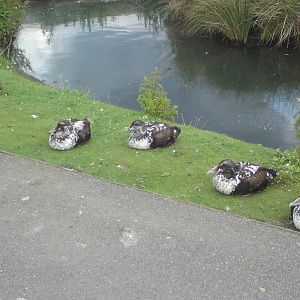 Eiders