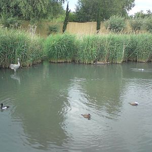 Southwest Asian Reedswamp