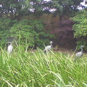 Demoiselle cranes