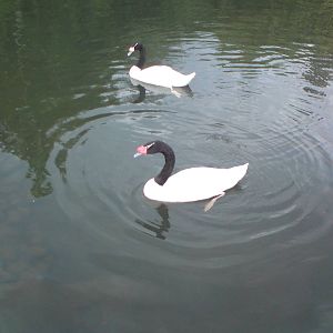 Black-necked swans