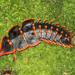trilobite larva (Platerodrilus sp)