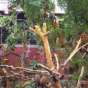 Tamandua and Red Tities