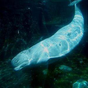 Beluga Enclosure